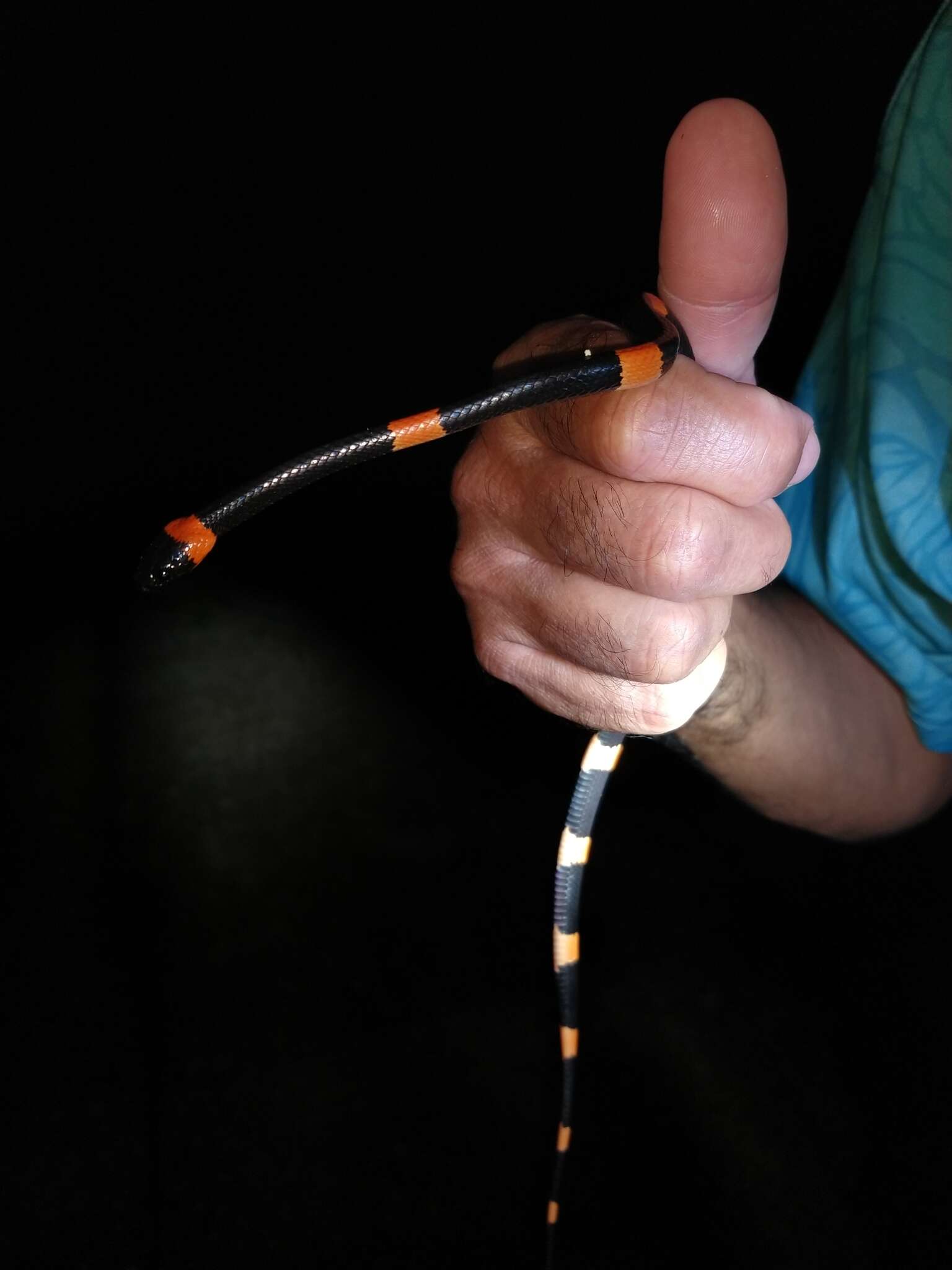 Image of Snail-eating Thirst Snake