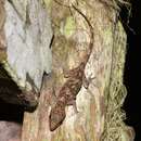 Image of Niah Cave Gecko