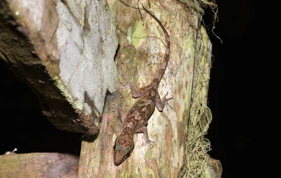 Image of Niah Cave Gecko