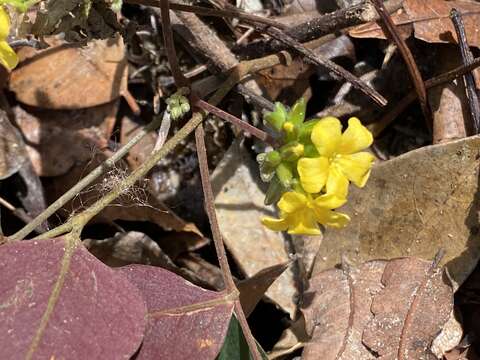 Image of Oxalis polymorpha Mart. ex Zucc.