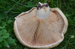 صورة Lactarius acerrimus Britzelm. 1893