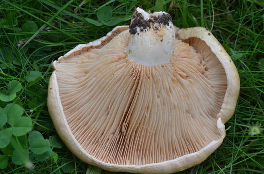 صورة Lactarius acerrimus Britzelm. 1893