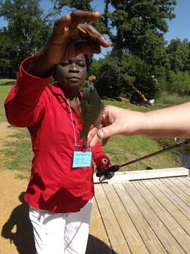 Image of Longear Sunfish