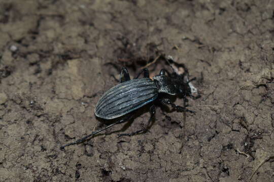 Carabus (Megodontus) septemcarinatus Motschulsky 1840 resmi