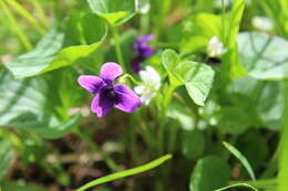 Слика од Viola langsdorfii subsp. sachalinensis W. Becker