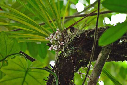 Image de Cymbidium dayanum Rchb. fil.