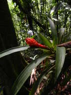 Image of Guzmania melinonis Regel