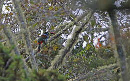 Image of Gray-breasted Mountain-toucan