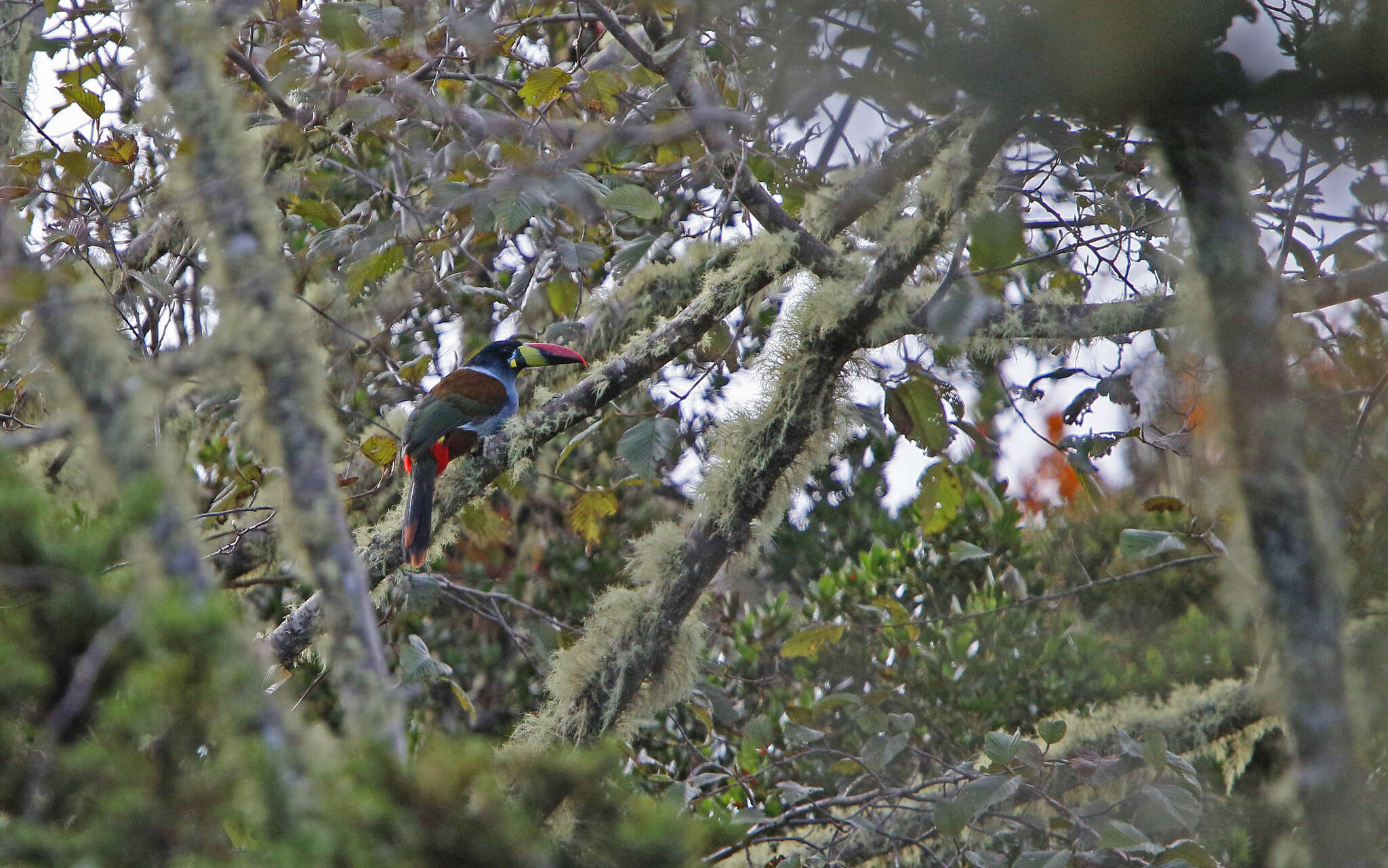 Image de Toucan bleu