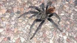 Image of Tuscan Bronze Tarantula