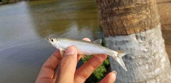 Image of Hora's Razorbelly Minnow