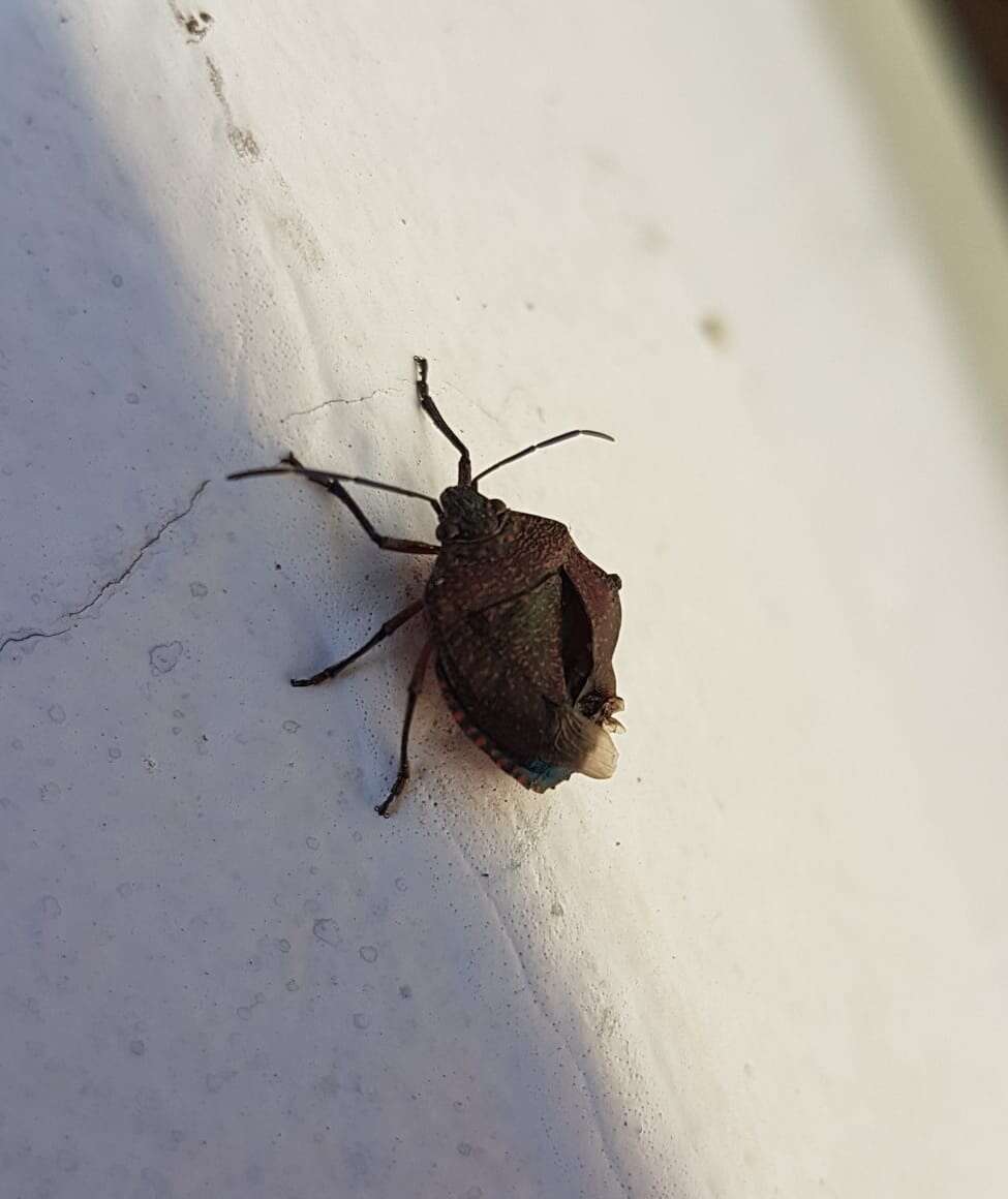 Image of Stink bug