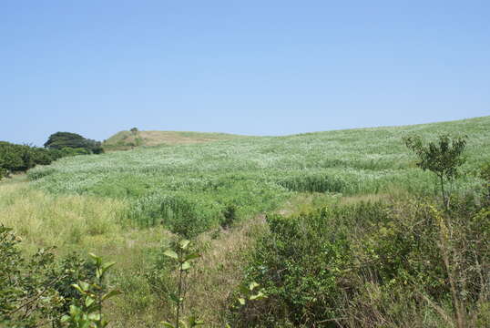 Image de Crotalaria juncea L.