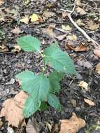 Image of Virginia water horehound