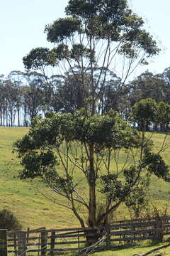 Image of southern mahogany