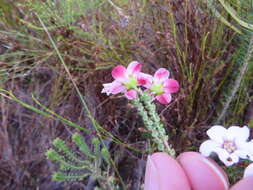 Image of Adenandra brachyphylla Schltdl.