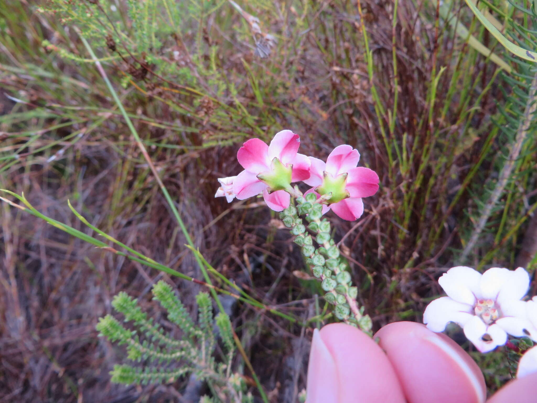 Image of Adenandra brachyphylla Schltdl.