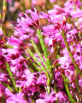 Image of Erica equisetifolia Salisb.