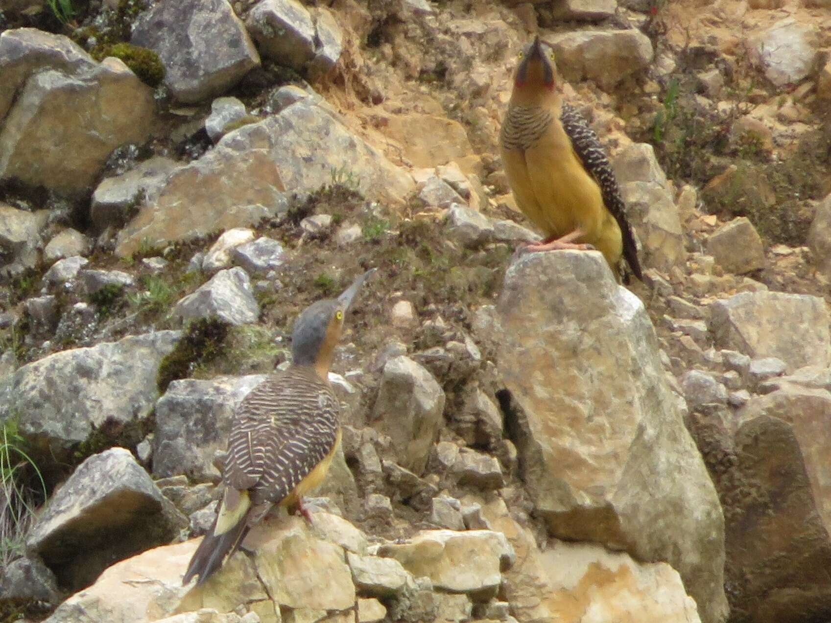 Image of Andean Flicker