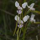 Image de Diuris fragrantissima D. L. Jones & M. A. Clem.