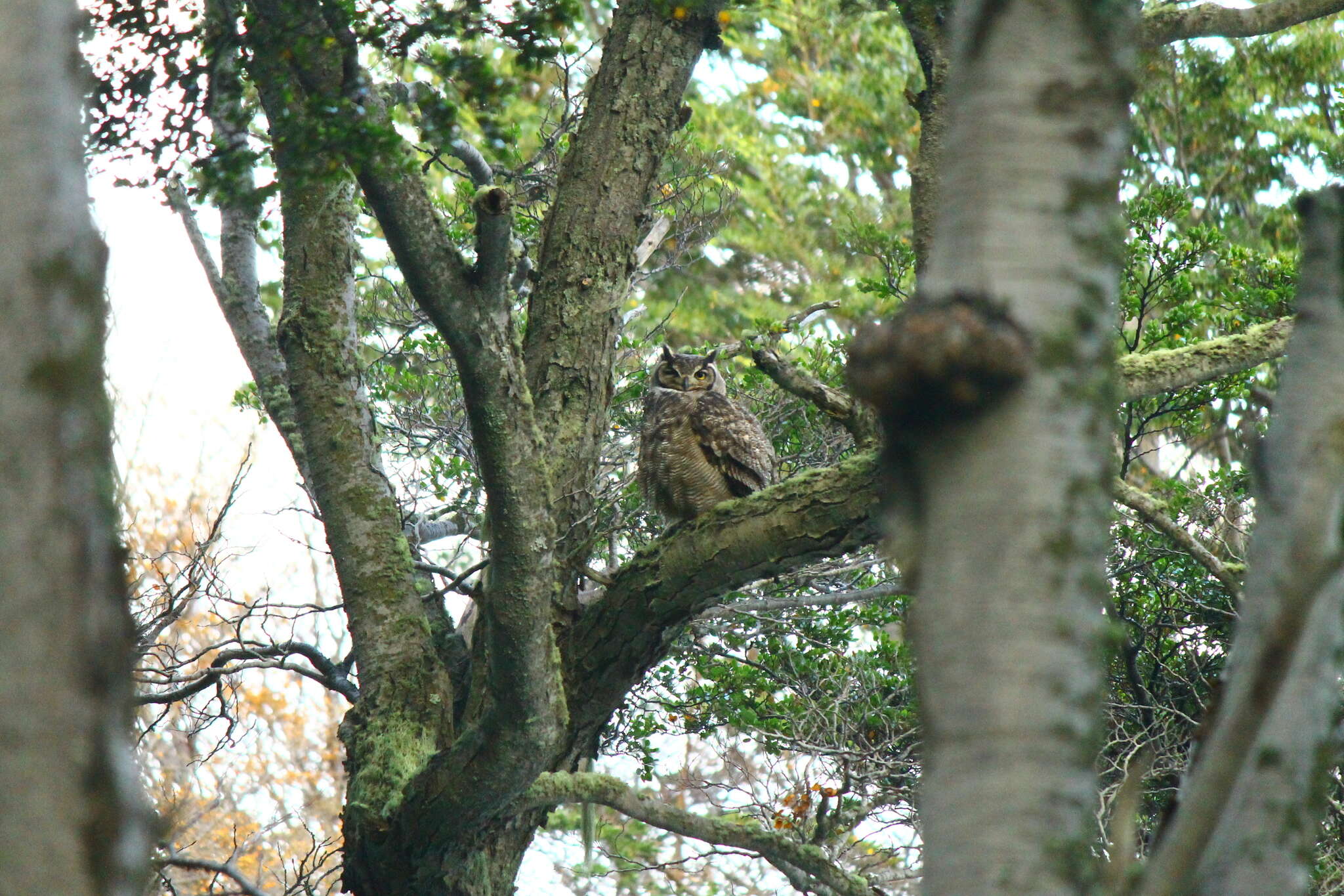 Image of <i>Bubo virginianus magellanicus</i>