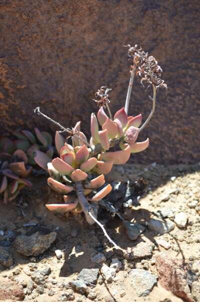 Imagem de Adromischus montium-klinghardtii (Dinter) A. Berger