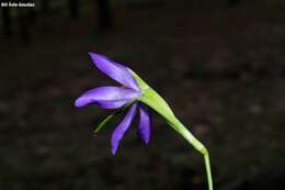 Image of Tigridia longispatha (Herb.) Goldblatt