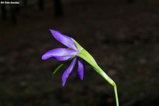 Image of Tigridia longispatha (Herb.) Goldblatt