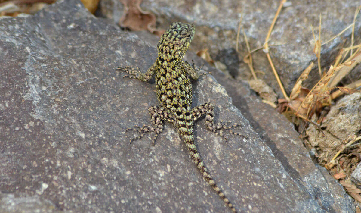 Слика од Sceloporus malachiticus Cope 1864