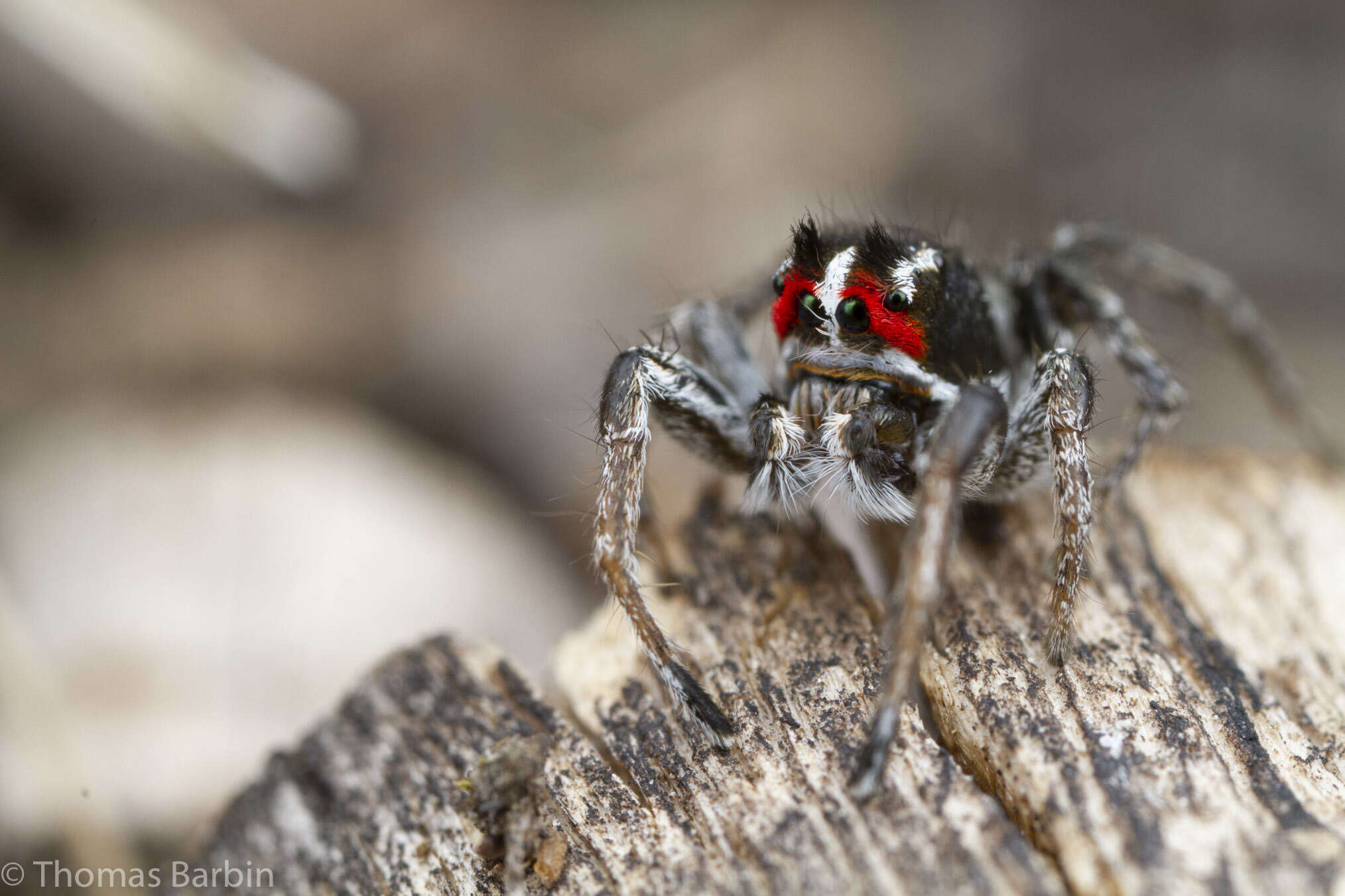 Image of Habronattus sansoni (Emerton 1915)