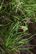 Image de Luzula alpinopilosa (Chaix) Breistr.