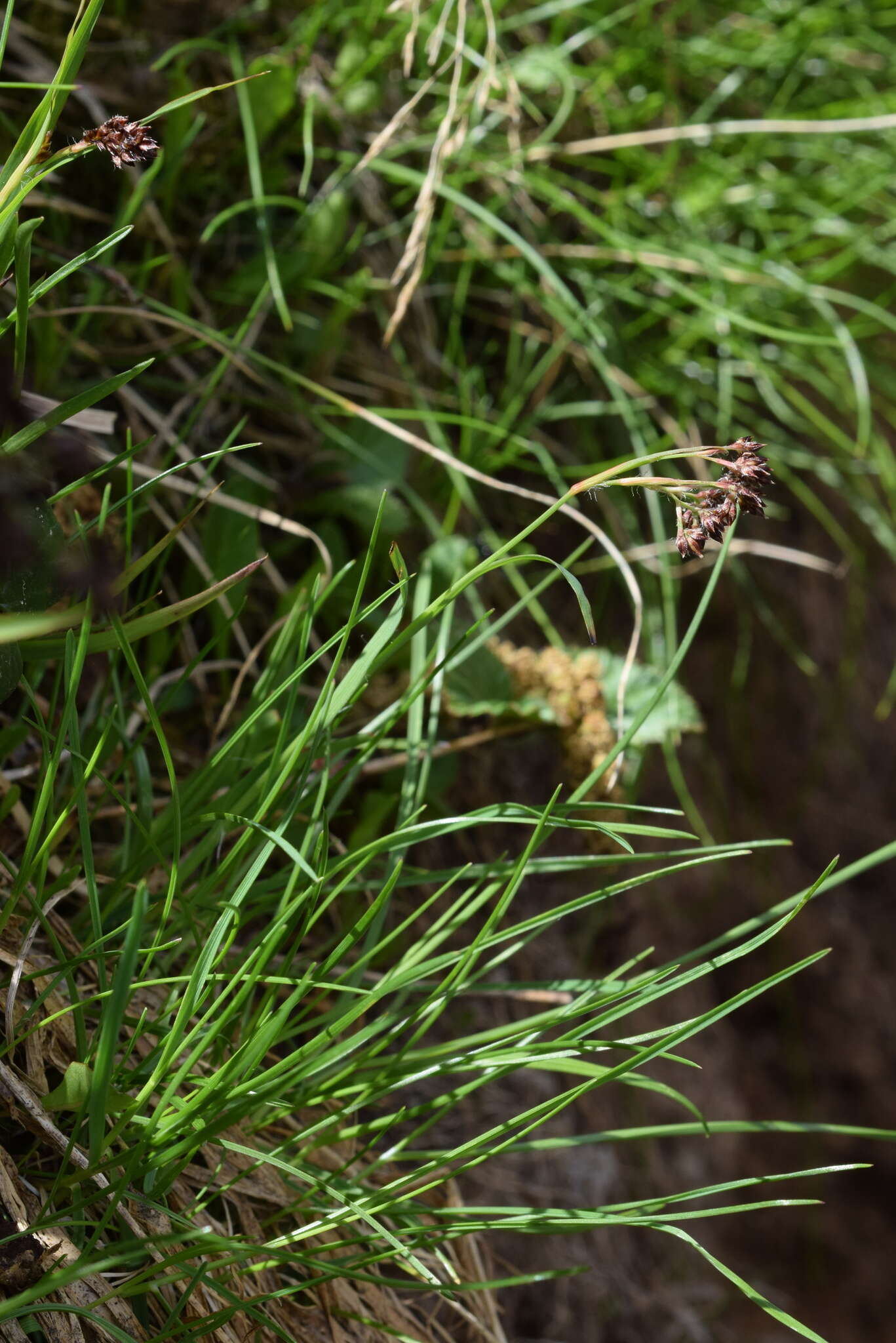 Image of alpine woodrush