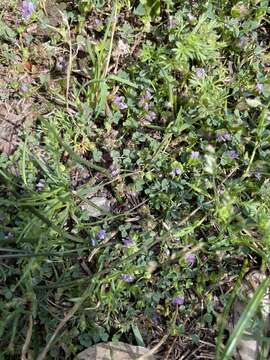 Imagem de Trifolium barbigerum Torr.