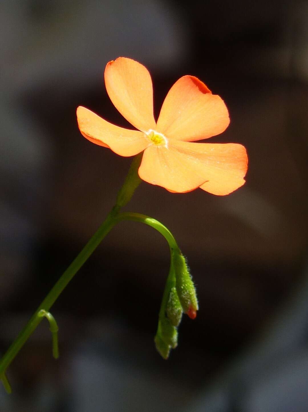 Tricliceras longepedunculatum (Mast.) R. B. Fernandes resmi