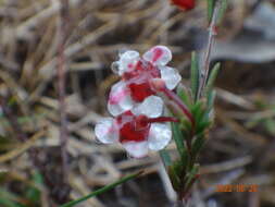 Image of Euryomyrtus ramosissima subsp. prostrata (Hook. fil.) Trudgen