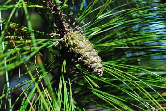 Image of Herrera's Pine