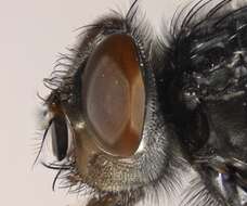 Image of Calliphora coloradensis Hough 1899
