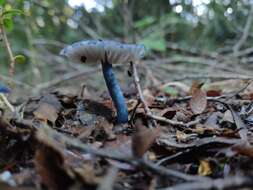 Image of Entoloma cyanulum (Lasch) Noordel. 1984