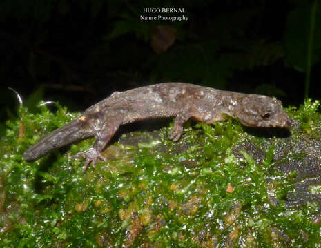 Lepidoblepharis colombianus Mechler 1968 resmi