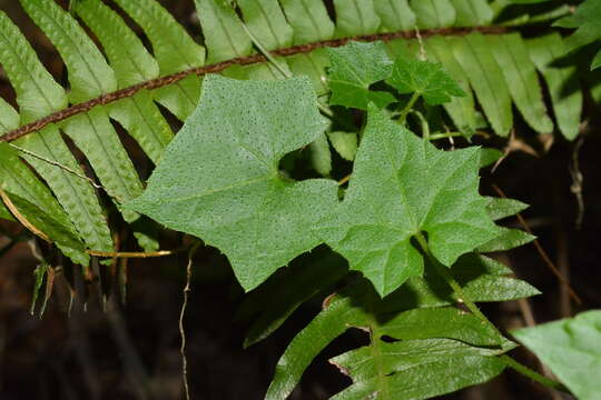 Image of Melothria cucumis Vell.