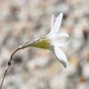 Image of Ixia sobolifera subsp. sobolifera