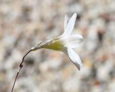 Image of Ixia sobolifera subsp. sobolifera