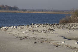 Image of Rufa Red Knot