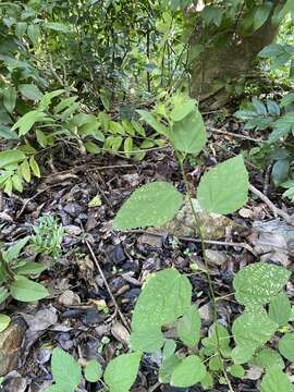 Image of gingerbush