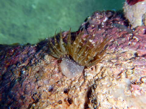 Image of glassrose anemone