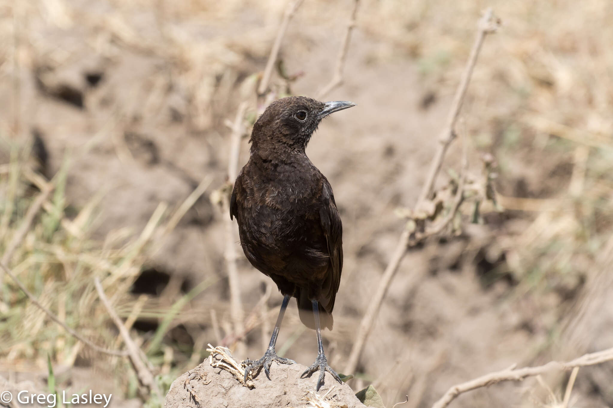 Image of Ant Chat