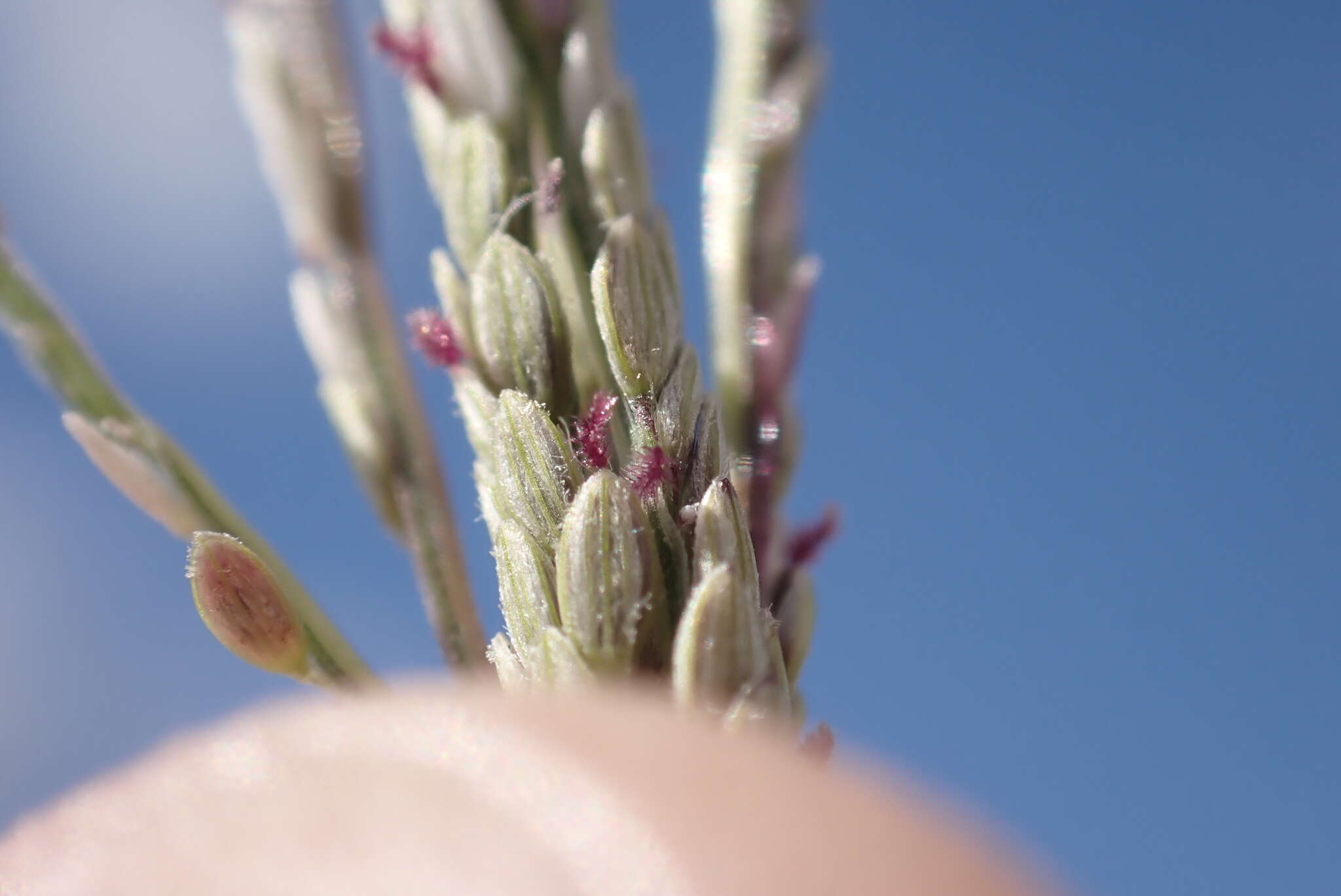 Image of Digitaria stricta Roth