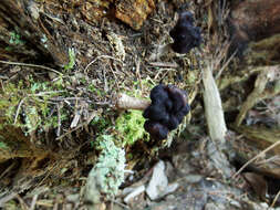 Plancia ëd Gyromitra longipes Harmaja 1979