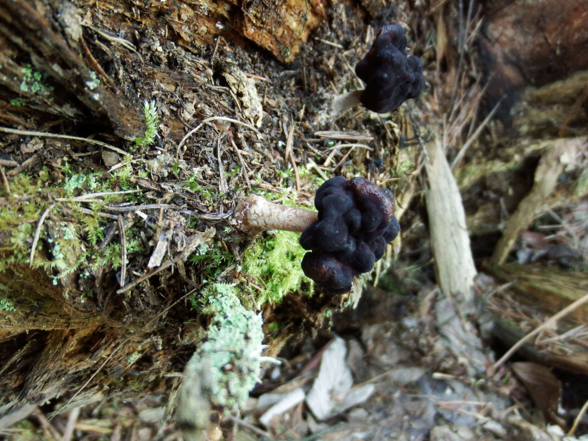 Plancia ëd Gyromitra longipes Harmaja 1979