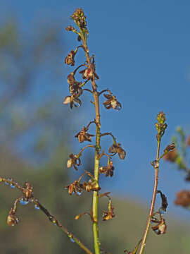 صورة Acrolophia cochlearis (Lindl.) Schltr. & Bolus